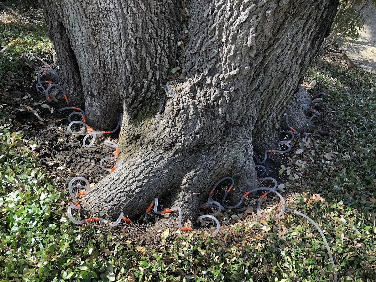 Detailed Tree Cabling and Bracing job site in Quincy